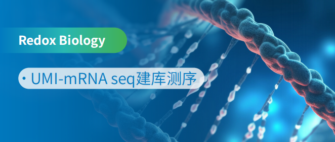 Nrf2促进IDH2转录以调节线粒体动力学和挽救糖尿病内皮祖细胞的血管生成