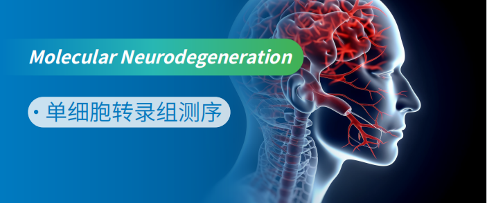 单细胞转录组研究新机制——APO4 通过增加有氧糖酵解降低雌性小鼠能量消耗和葡萄糖氧化
