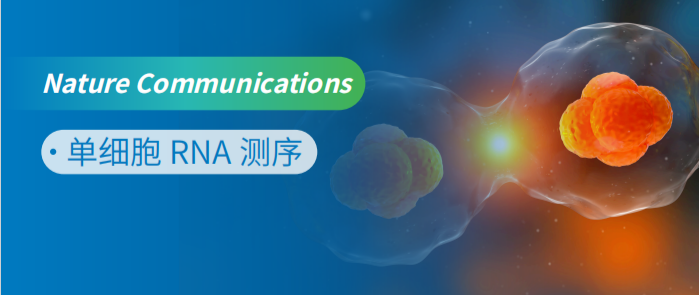 单细胞 RNA 测序助力研究小胶质细胞在小鼠脊髓修复过程中协调细胞相互作用