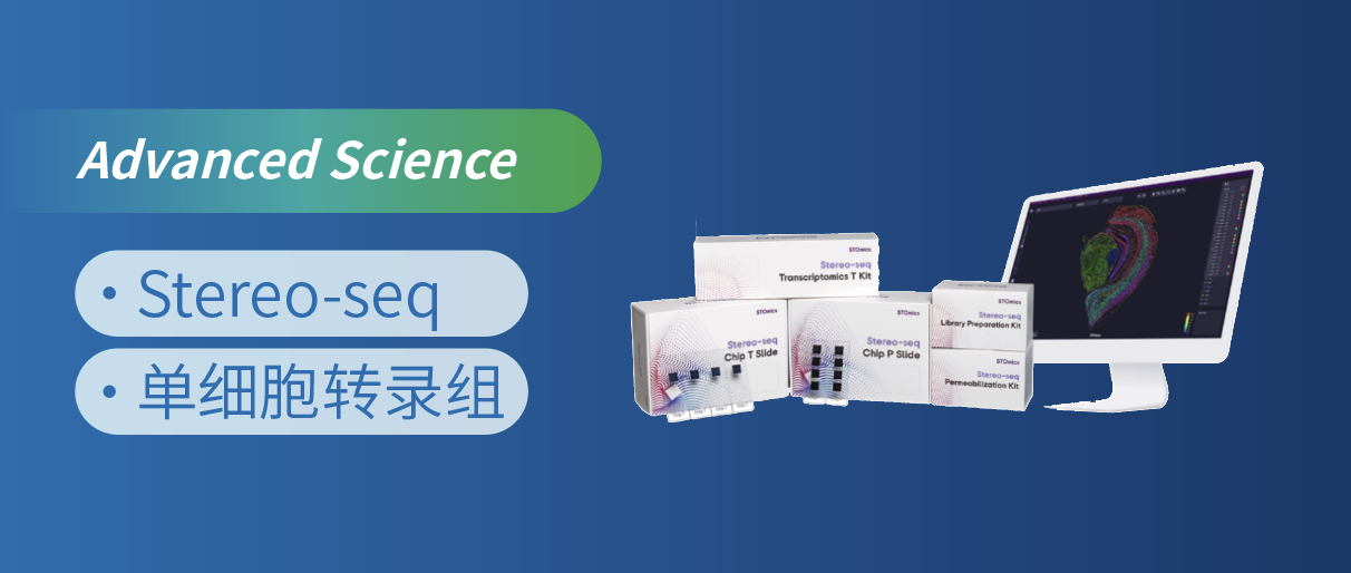 Stereo-seq助力阐明胎盘滋养层细胞侵入的调控机制
