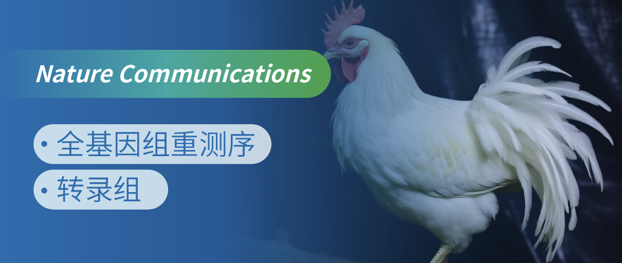 东北农业大学揭示肉鸡腹部脂肪沉积调控机制